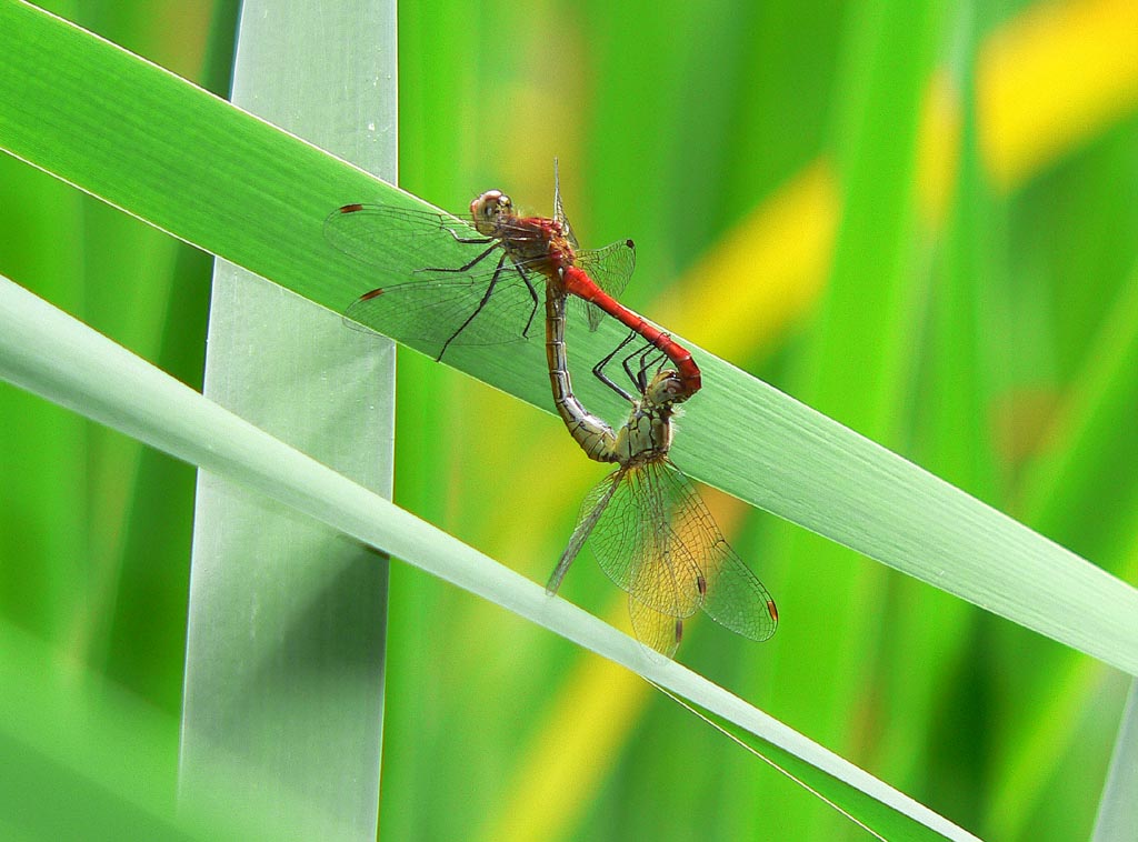 Sympetrum in accoppiamento all''Urio Zilio (Nebrodi)